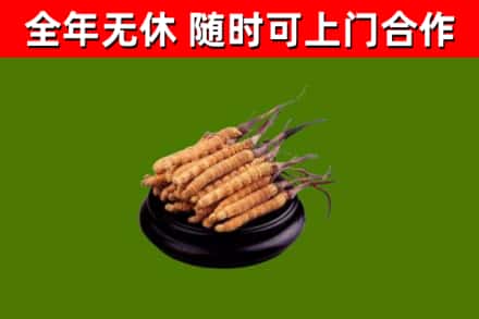 沂水烟酒回收冬虫夏草.jpg